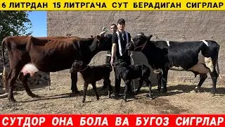 СУТДОР  ОНА  БОЛА  ВА   БУГОЗ  СИГРЛАР   24-ОКТАБРЬ  ОГАБЕК !   XORAZM  NARX NAVO