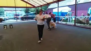 Курск.28.07.2019.CACIB