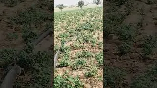 My farm #farming #tactor #agriculture #shorts #viral