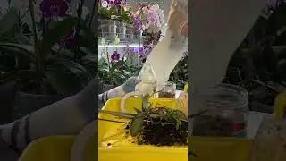 Работница месяца 