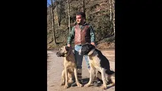Çobanlık Eğlenceli Anlar