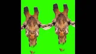 Mentahan Green Screen Jerapah ❗❗