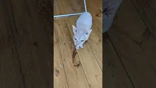 Лысик требует любимую игрушку 