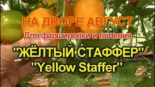 На дворе Август.  Томат 