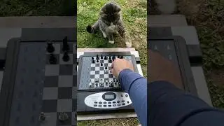 backyard cat vs portable chess robot 😎 