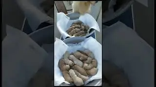 Golden Retriever | Dog Family | #shorts | #kannanfarm(madurai)