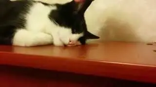 Сори кот