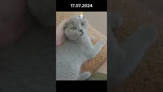 мой любимый кот умер…
