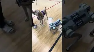 Astro practiced Obedience Training! Visit us at www.futuremakerlab.com #robotics #robodog #tech