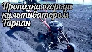 Прополка огорода культиватором Тарпан