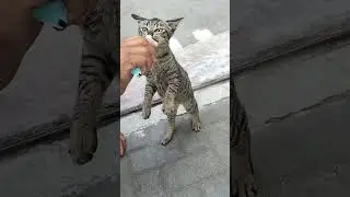 Ebol makan sambil berdiri