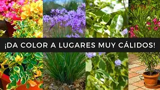 ¡11 FABULOSAS PLANTAS para SOL EXTREMO!😍🌞🌵 ENAMORATE de su BELLEZA UNICA🤩💕☘️