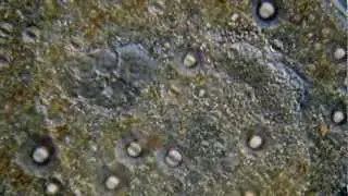 The Awesome Protists!
