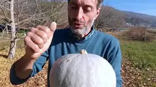How do you recognize a ripe pumpkin?