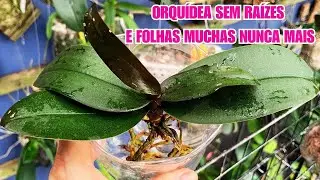 ORCHID WITHOUT ROOTS AND WITHOUT LEAVES NEVER AGAIN - PHALAENOPSIS ORCHID REPLANT