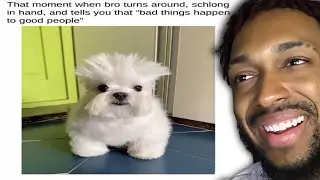 Reacting to TikToks that are ACTUALLY funny (Memes for Zeusy v13)