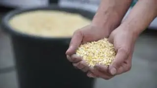 Вальцовая дробилка ДВ-500 для зерновых, кукурузы. 11 кВт. 3600 кг/час