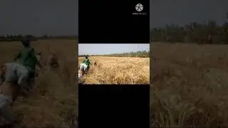 #short