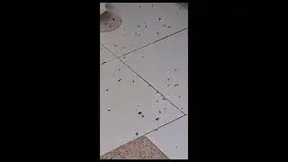 הדברה של תיקן גרמני תיקן אמריקאי  ותיקן פסים חלק א' - 055-937-8507 - המדביר שמציל