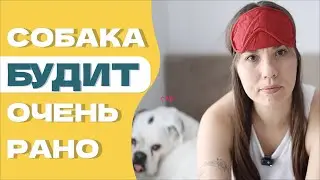ЧТО ДЕЛАТЬ ЕСЛИ СОБАКА БУДИТ РАНО УТРОМ