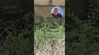 Колючки из детства!