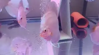 Креветки для дискусов😁, на сколько хватит креветок?