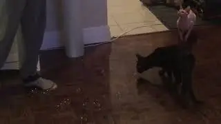 Smeagol the bubble master