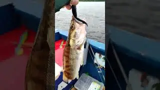 судак на поролон #отдых #рыбалка #fishing