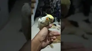 Falk Parkit Australia Latih Lagu Doraemon