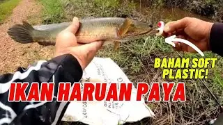 Casting ikan haruan menggunakan soft plastic | Teknik Dasaran