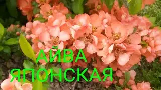АЙВА ЯПОНСКАЯ Посадка и Уход - личный опыт!/ХЕНОМЕЛЕС/Айва лечит!!!