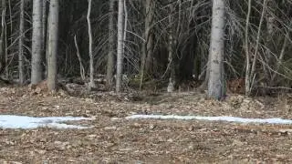 Самый смелый заяц.