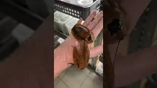 Giant roaches from Venezuela!