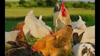 Стрим из курятника. Собираем на зерно!