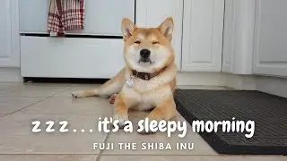 Will watching a sleepy Shiba make you sleepy? | 看着这个昏昏欲睡的柴犬，你会睡着吗?