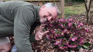 All About Hellebores - Lenton Roses, Winter Roses, Christmas Roses