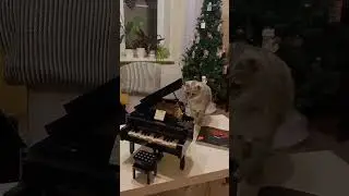 #shorts  #tiktok  #funny  #subscribe  #cat  #top  #cute  #best  #cutecat  #animal  #jokes