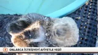 saved sea otter very hungry