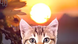 happy birthday to КотикМяу-СнежныйБарс|Ч.О|