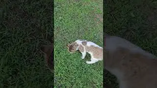 Поляна кошек,Льорет де мар,октябрь