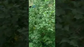 Голуби, кыш!