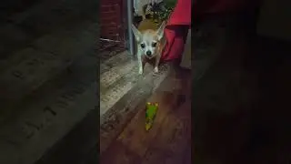 Петушок и чихуахуа.