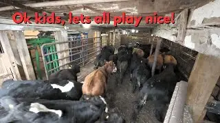 Everybody in barn, again!