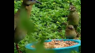 Dove and sparrows snacking #granburytx #birds #dove #sparrow #jesuslovesyou