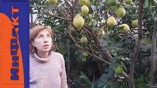 Как Вырастить Лимон Дома