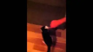 TICKLE - Little kitty plays with a mouse video