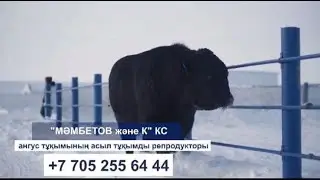 "Мамбетов и К" КТ #angus#angusbull