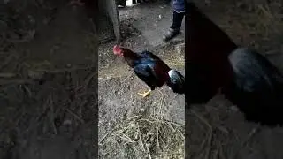 Хинт+шамо