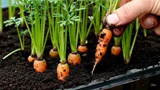 30 Days of Miniature Carrot Growth | DIY AI Micro Farm
