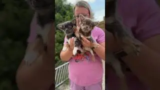 Две чихуахуа за символическую стоимость! Ждут своих своих хозяев! whatsapp 7 911 090 1930